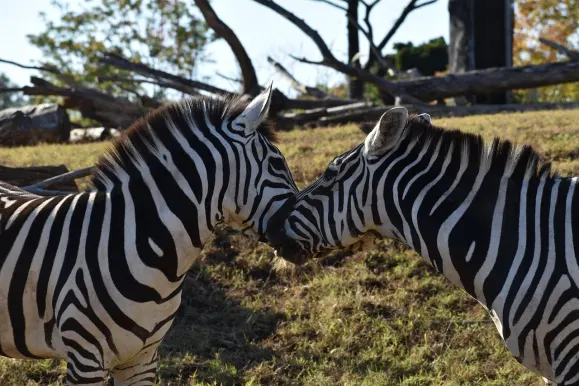 LunarSlots Casino Support